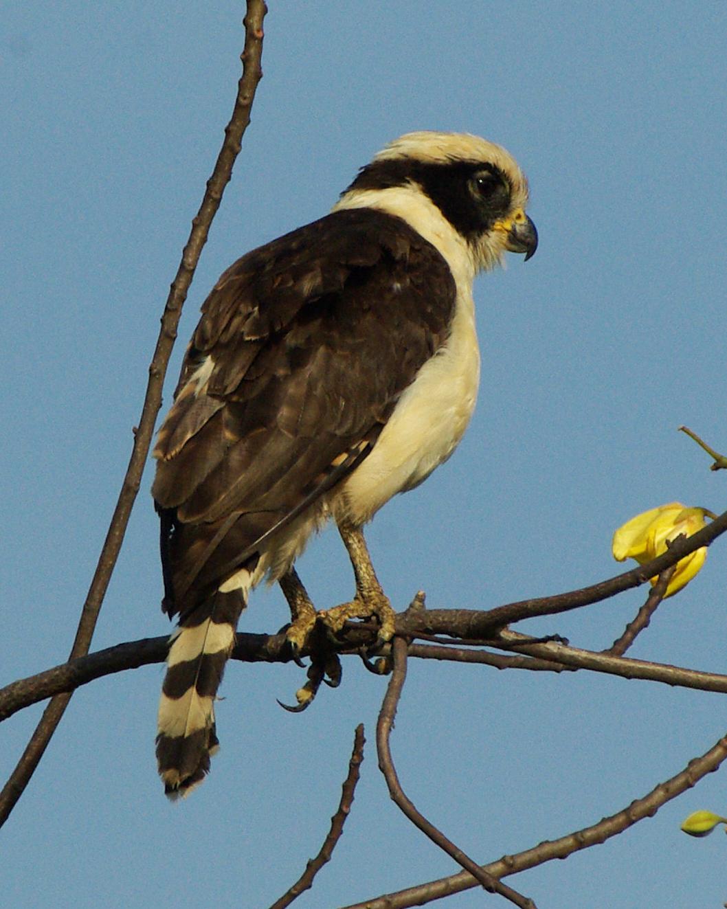 Laughing Falcon Photo by Robert Polkinghorn