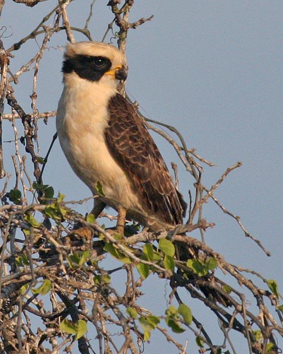 Laughing Falcon Photo by Peter Boesman