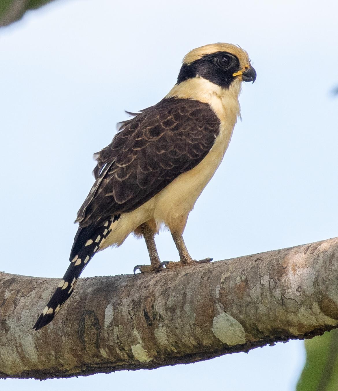 Laughing Falcon Photo by Kate Persons