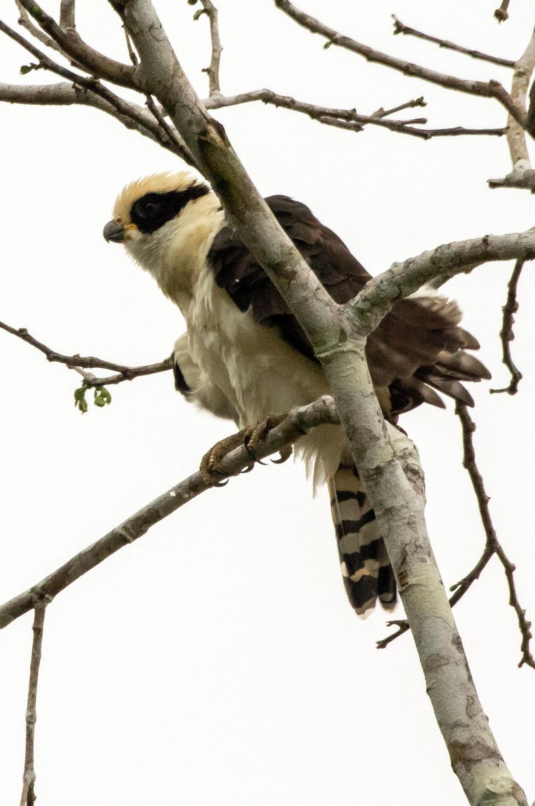 Laughing Falcon Photo by Phil Kahler