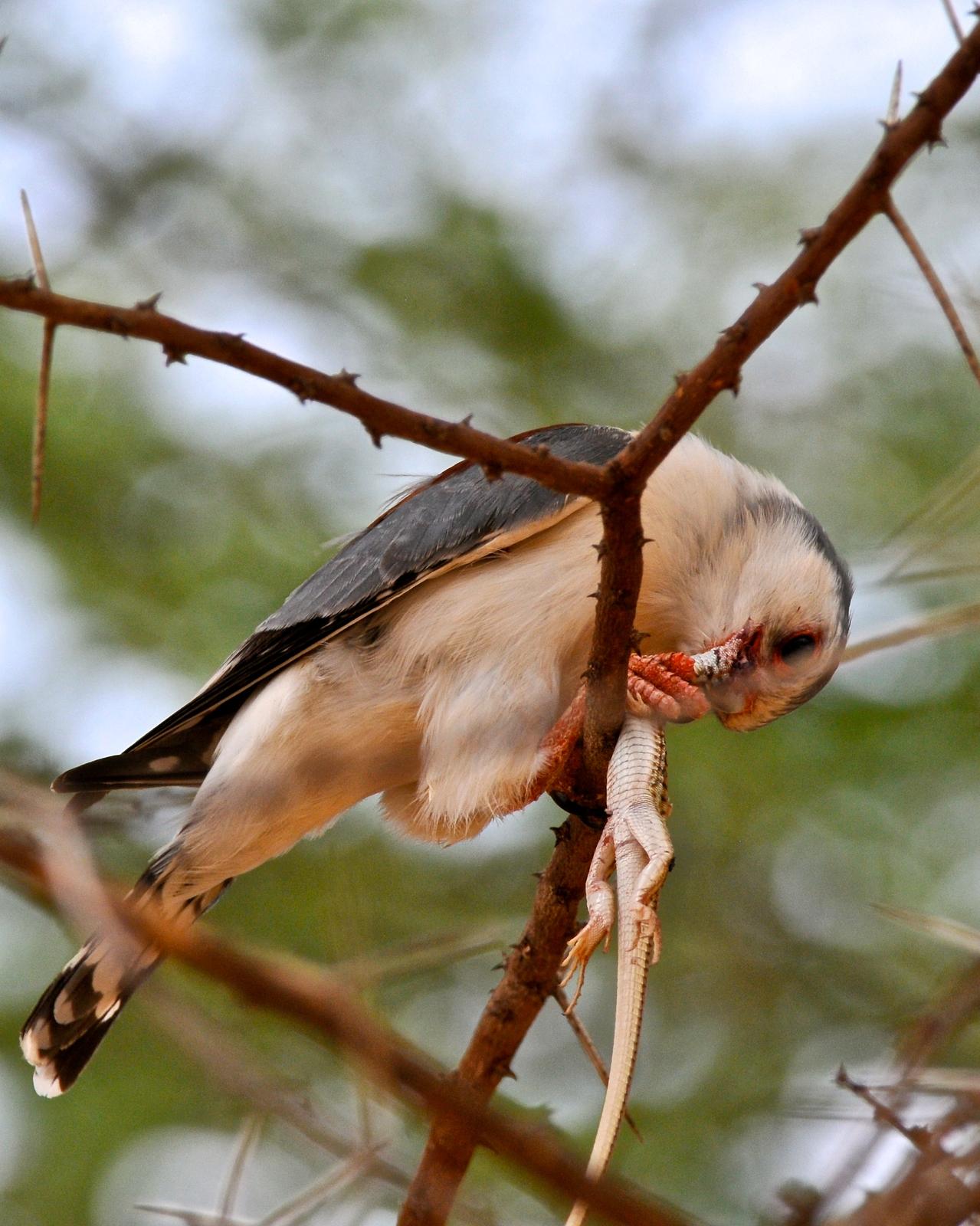Pygmy Falcon Photo by Gerald Friesen