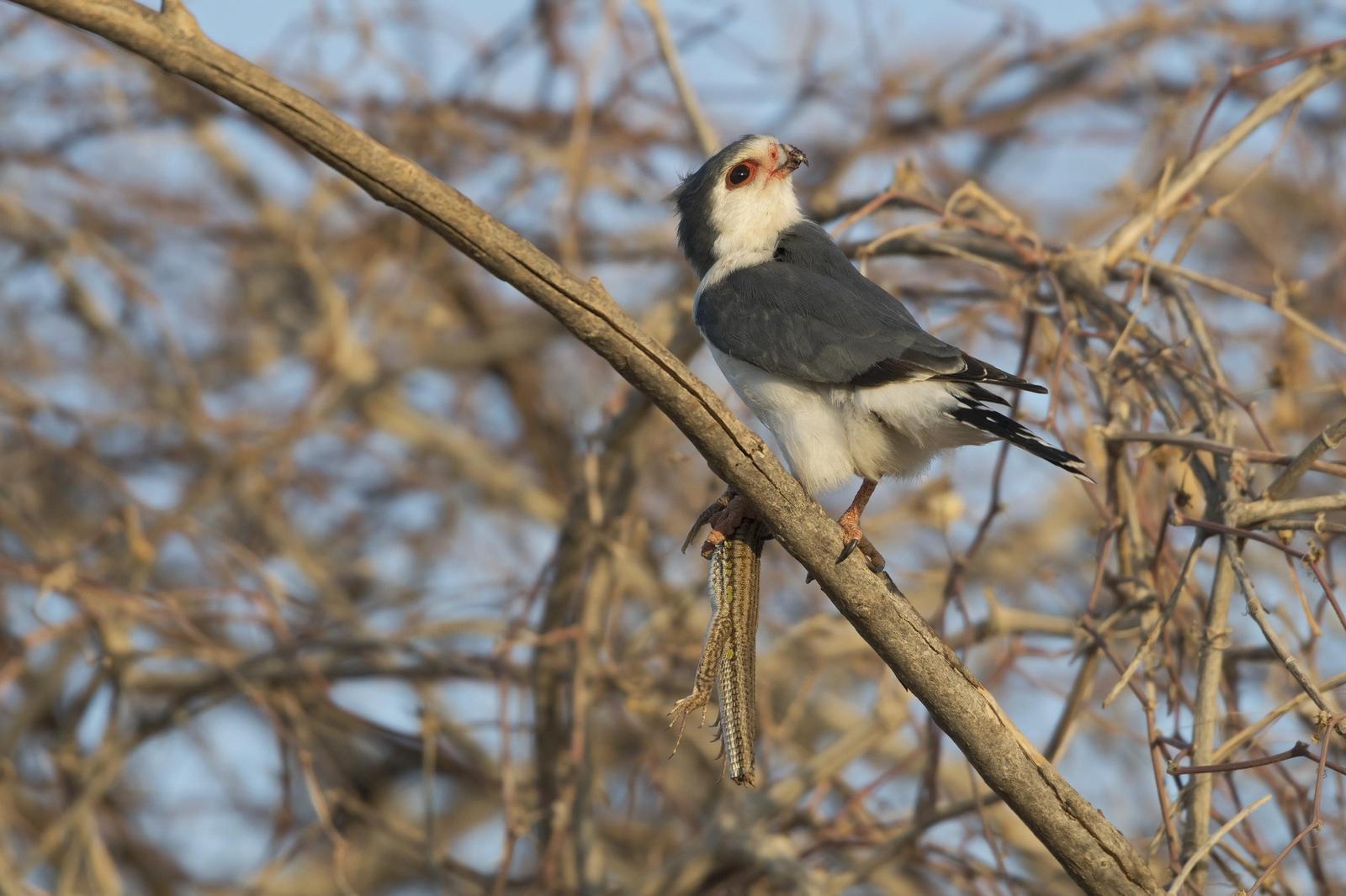 Pygmy Falcon Photo by Debra Herst