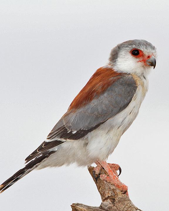 Pygmy Falcon Photo by Jack Jeffrey