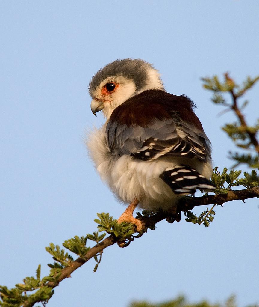 pied pygmy falcon