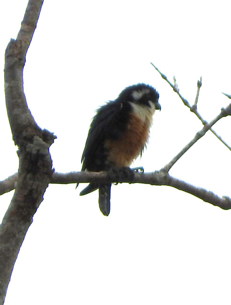 Black-thighed Falconet Photo by Todd A. Watkins