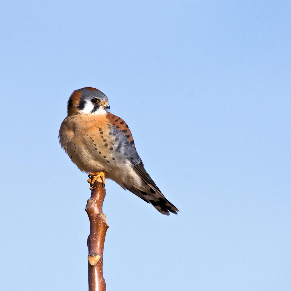American Kestrel Photo by Jackie Connelly-Fornuff