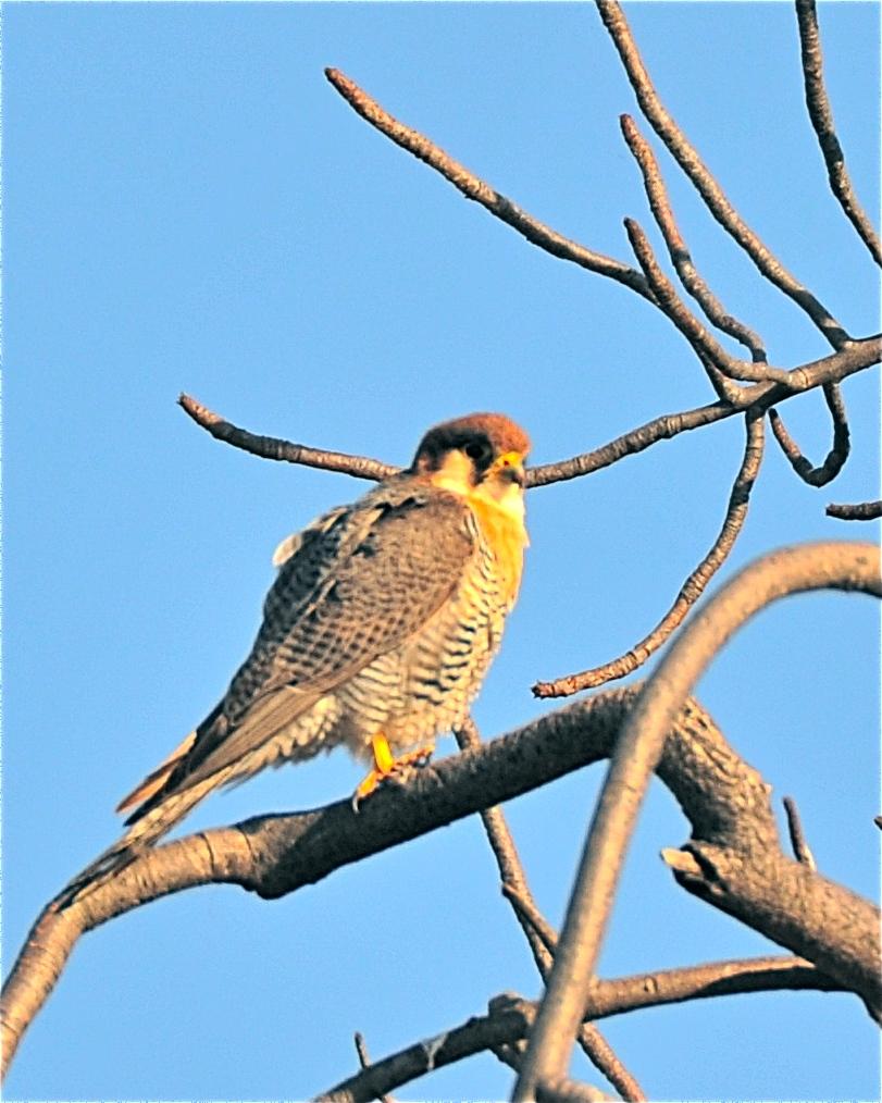 Red-necked Falcon Photo by Gerald Friesen