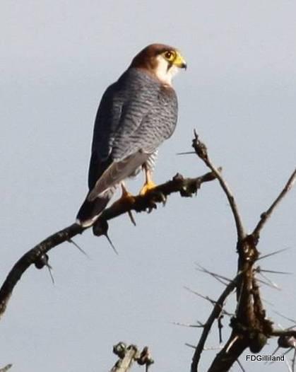 Red-necked Falcon Photo by Frank Gilliland