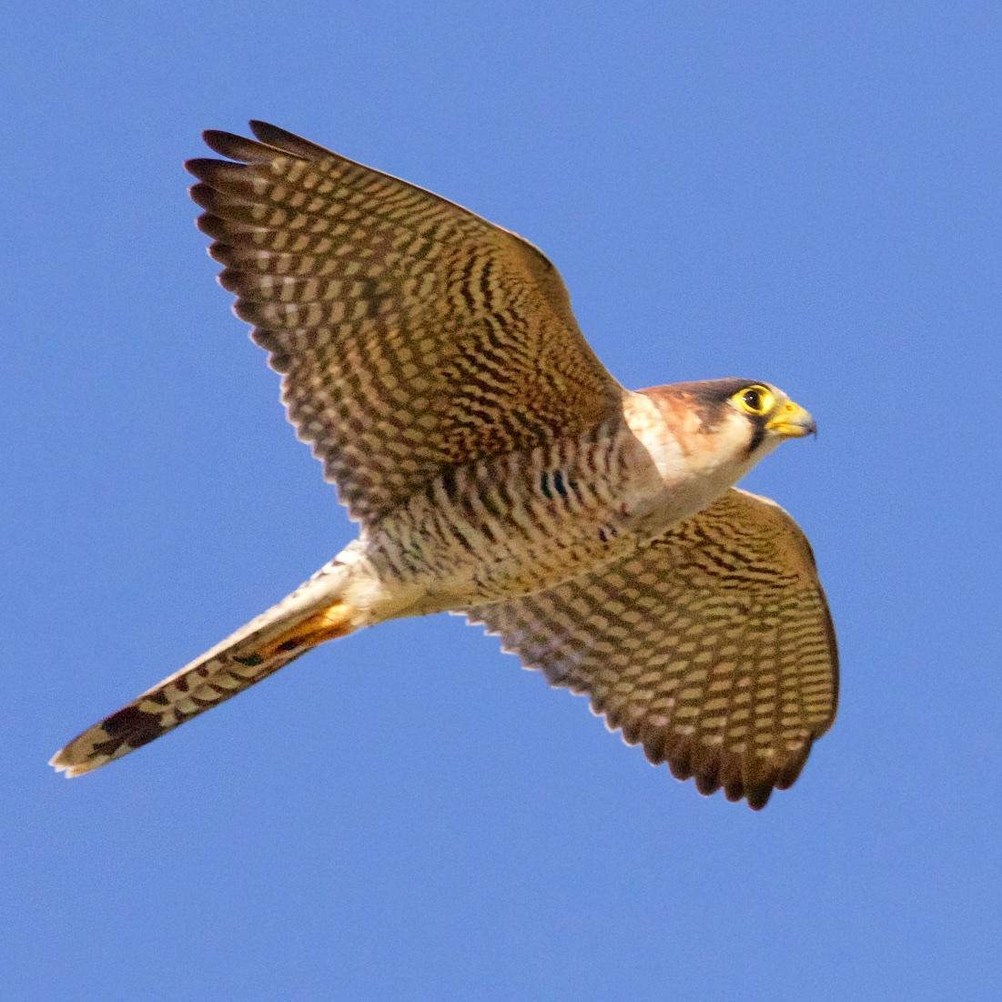 Red-necked Falcon Photo by Ed Harper