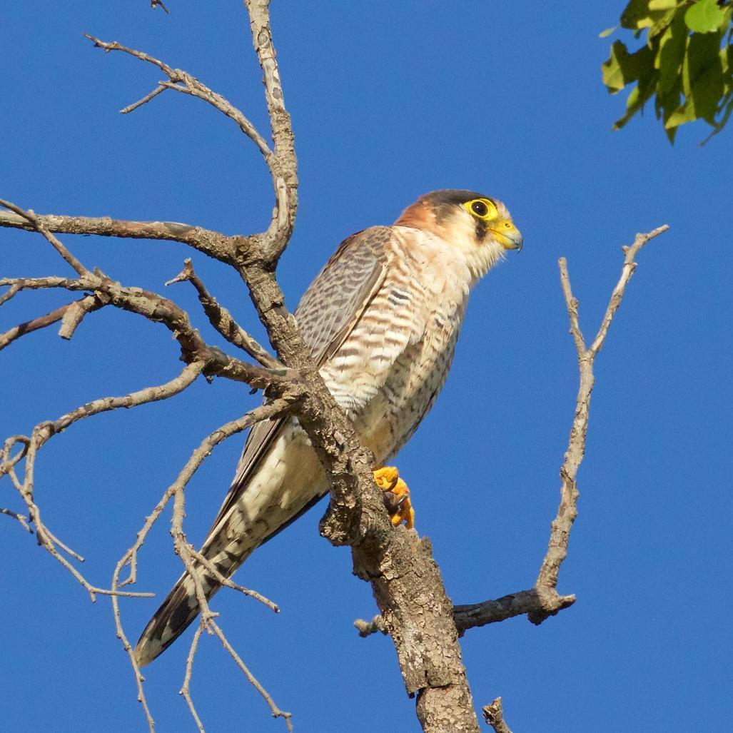 Red-necked Falcon Photo by Ed Harper