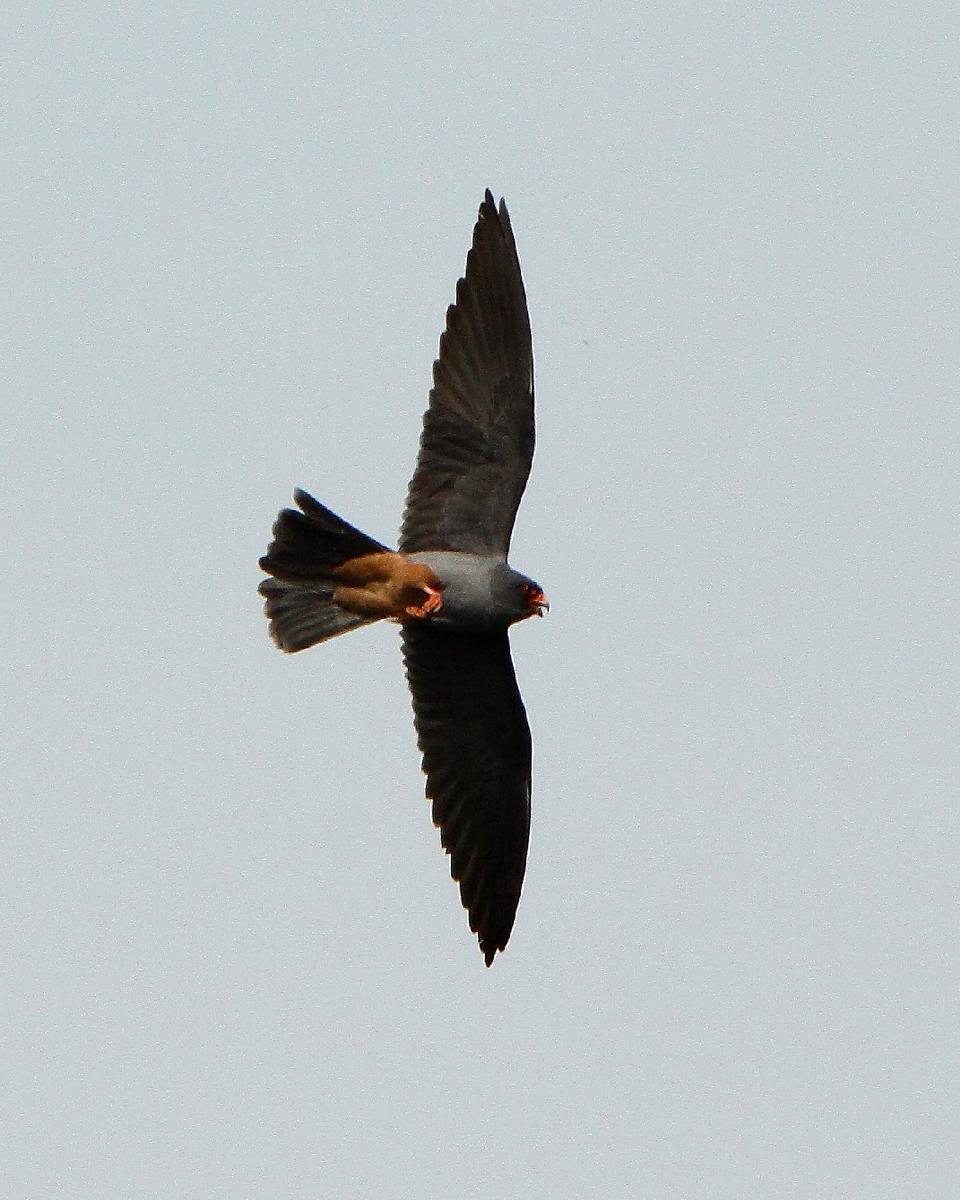 Red-footed Falcon Photo by Chris Lansdell