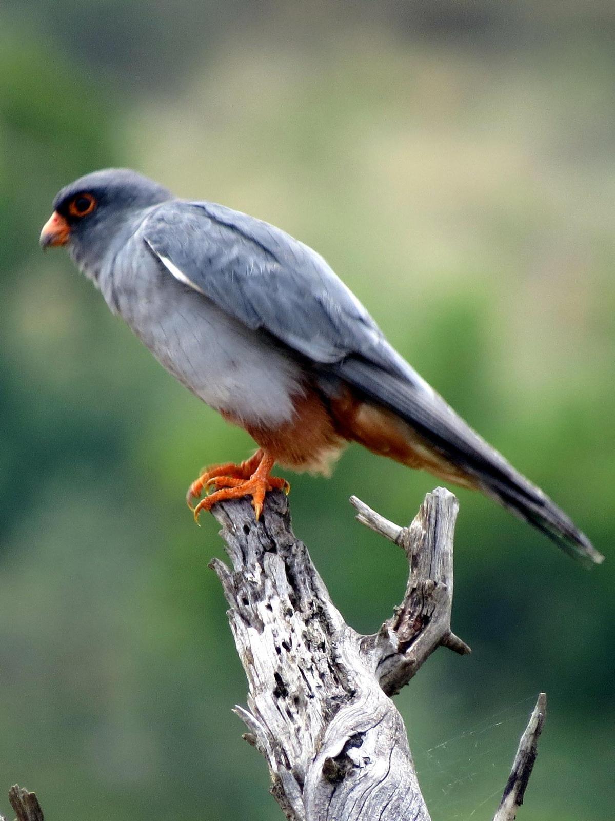 Amur Falcon Photo by Richard  Lowe