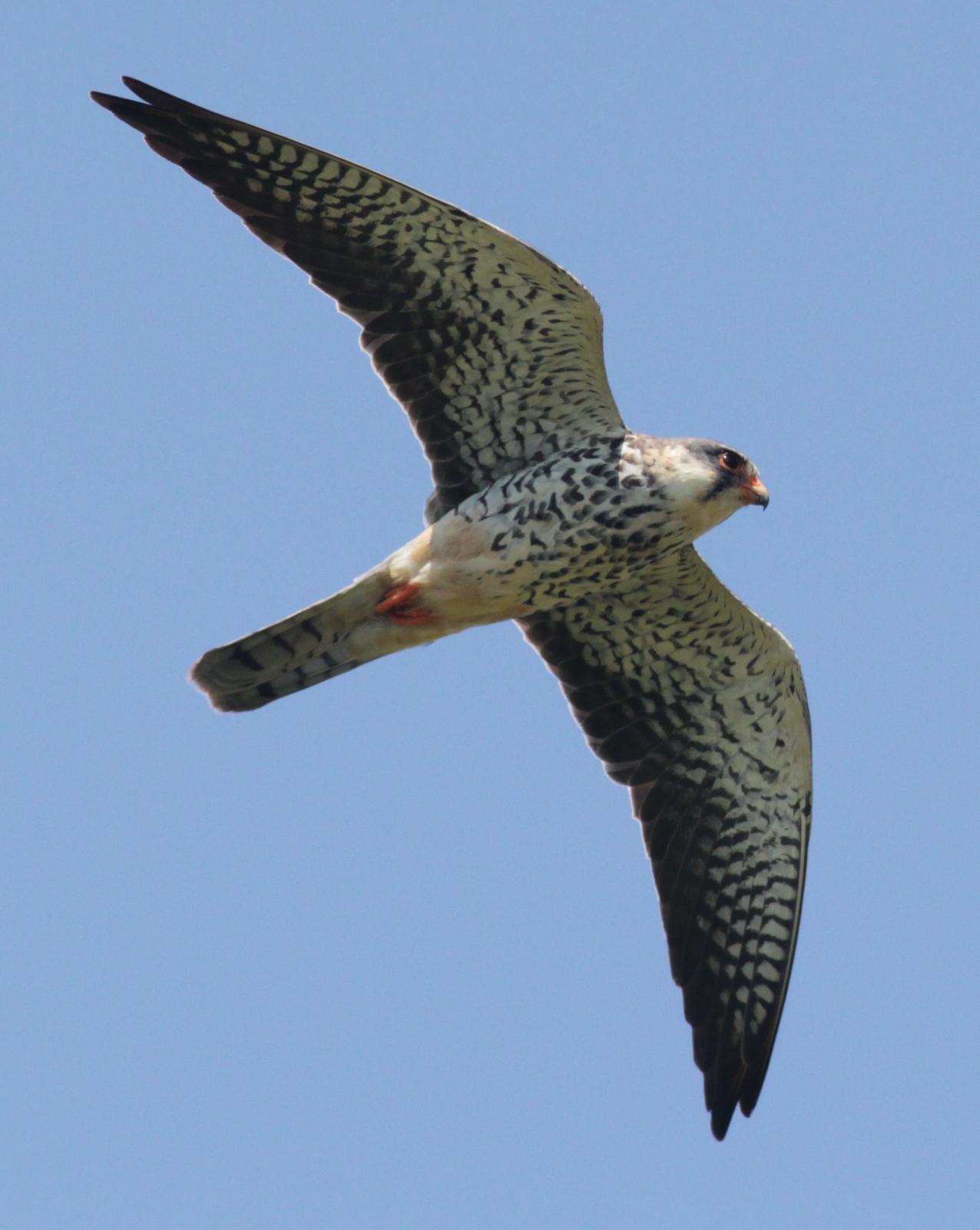 Amur Falcon Photo by Alex Lamoreaux