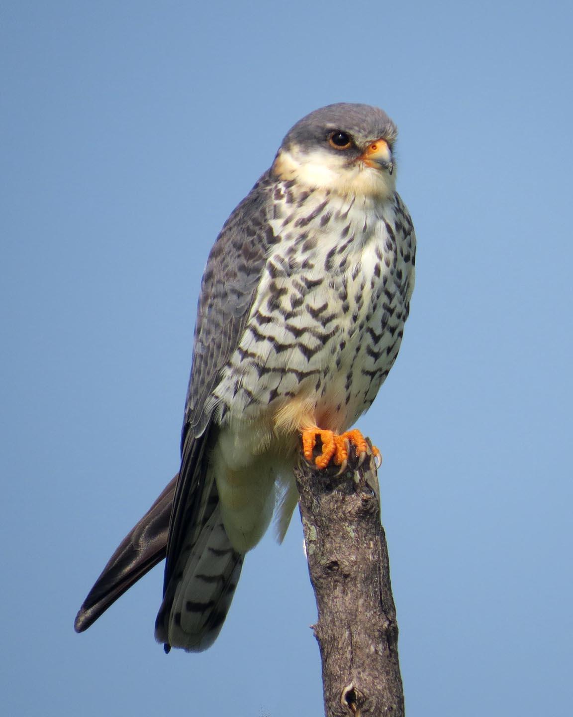 Amur Falcon Photo by Peter Boesman