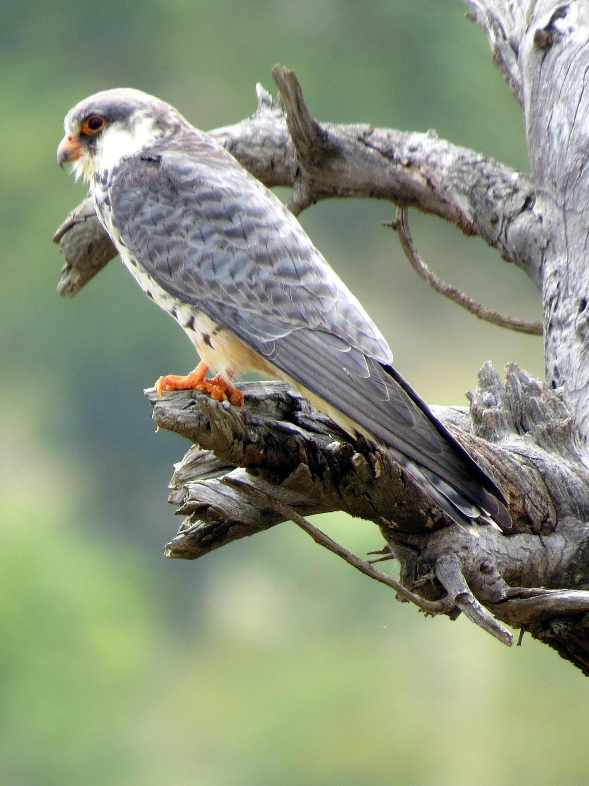 Amur Falcon Photo by Richard  Lowe
