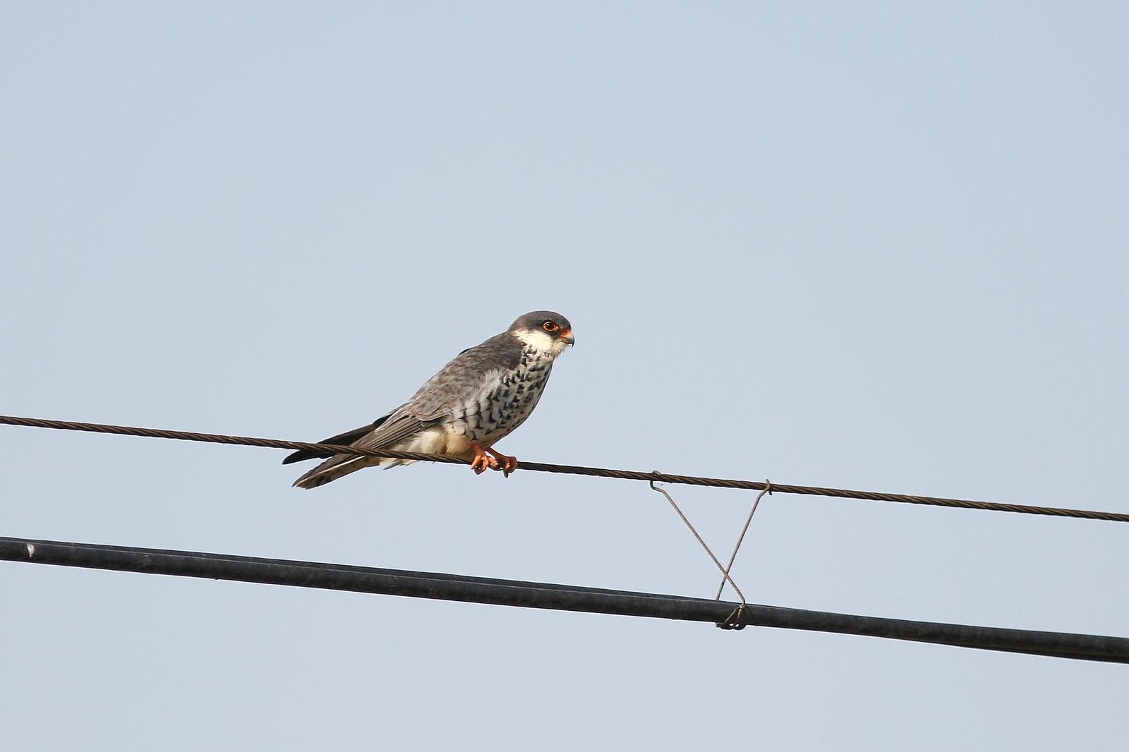 Amur Falcon Photo by Mu-Chi Tsai