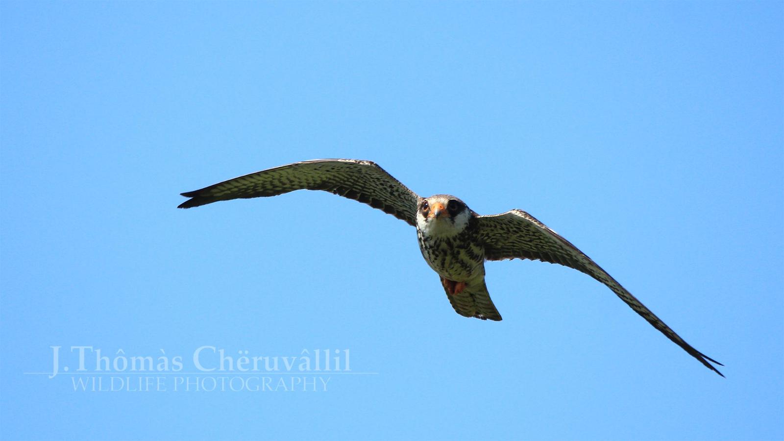 Amur Falcon Photo by Jinu Thomas 