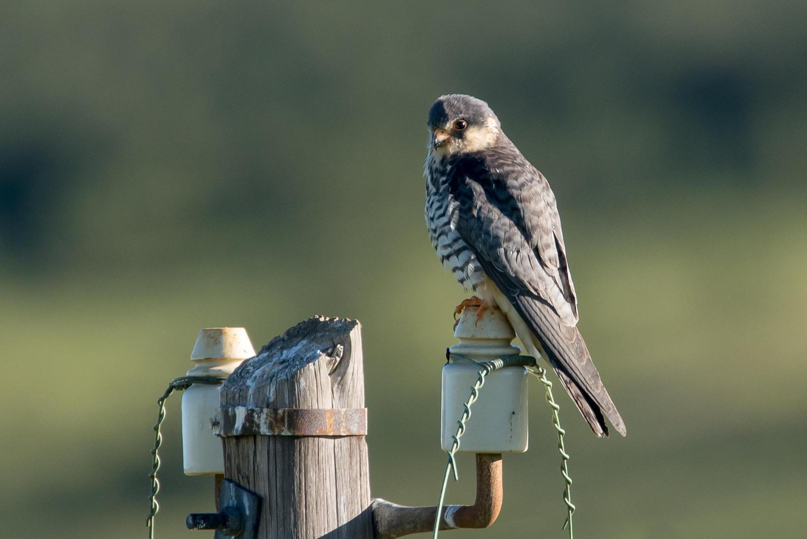 Amur Falcon Photo by Gerald Hoekstra