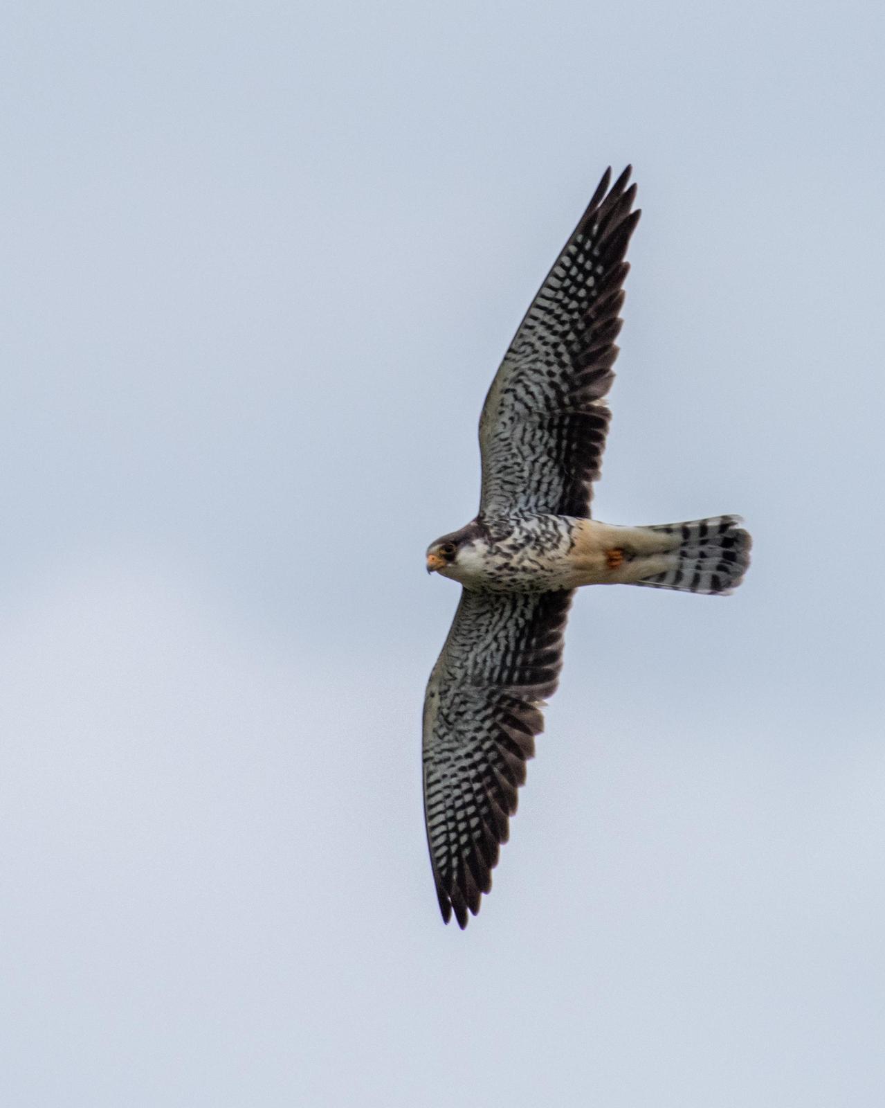 Amur Falcon Photo by Harold Davis