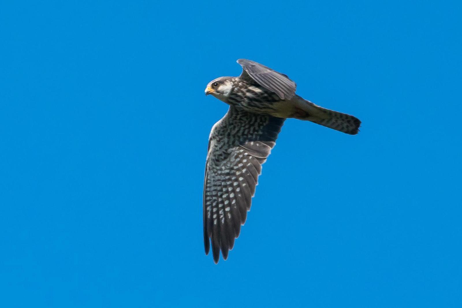 Amur Falcon Photo by Gerald Hoekstra