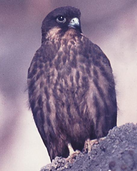 Eleonora's Falcon Photo by Hartmut Walter