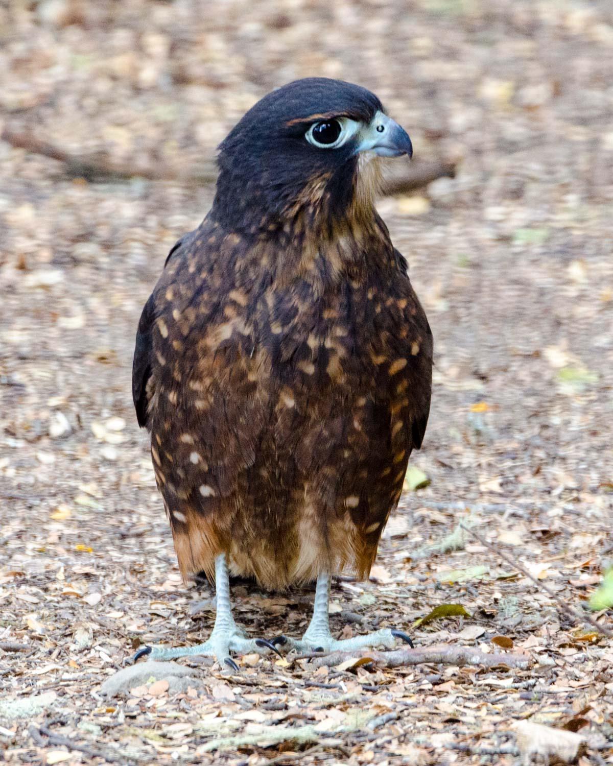 New Zealand Falcon Photo by Bob Hasenick