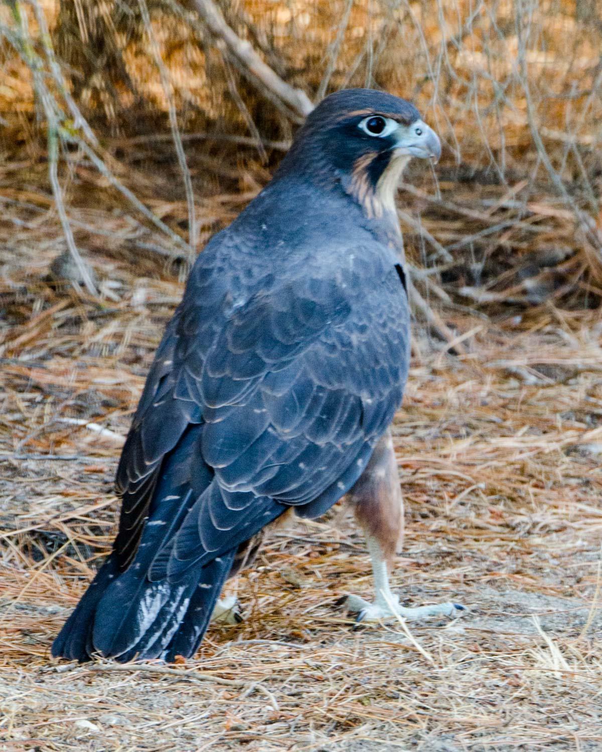 New Zealand Falcon Photo by Bob Hasenick