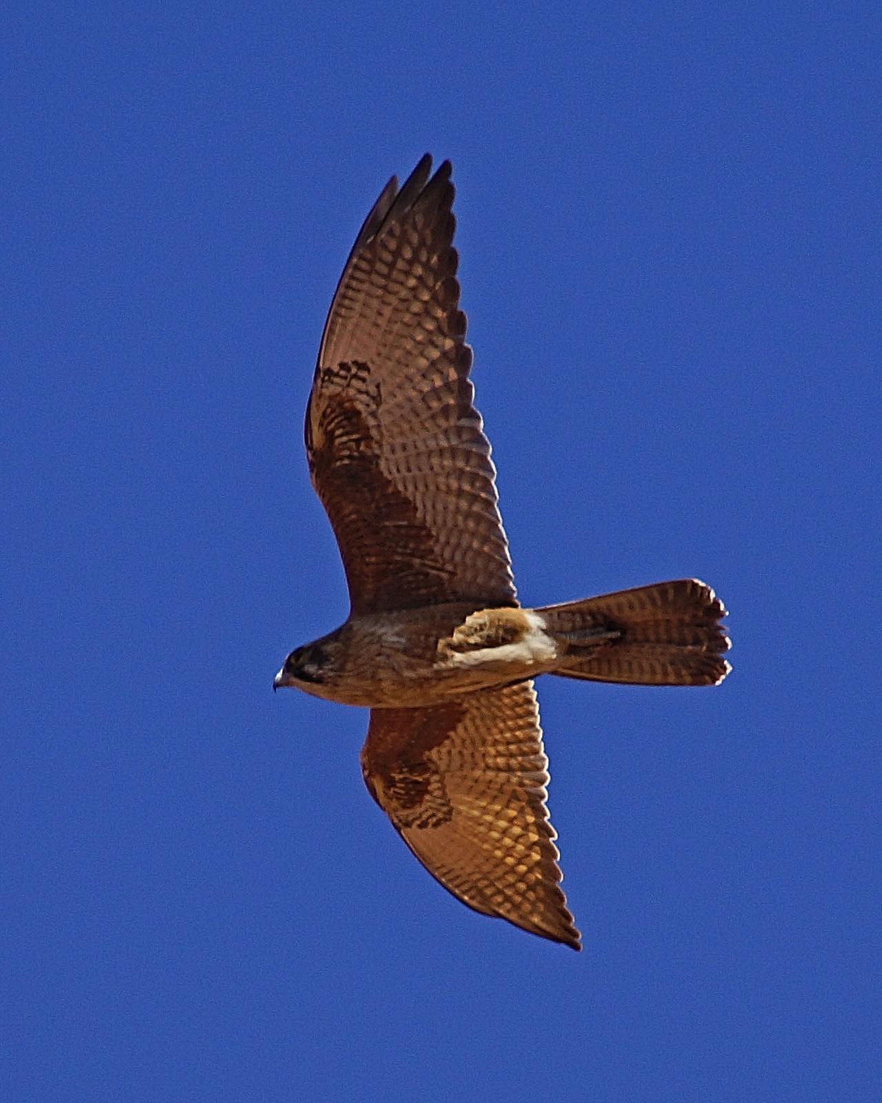 Brown Falcon Photo by Steve Percival