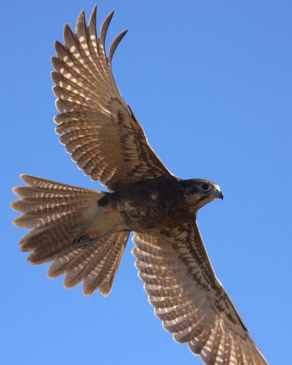 Brown Falcon Photo by Mat Gilfedder