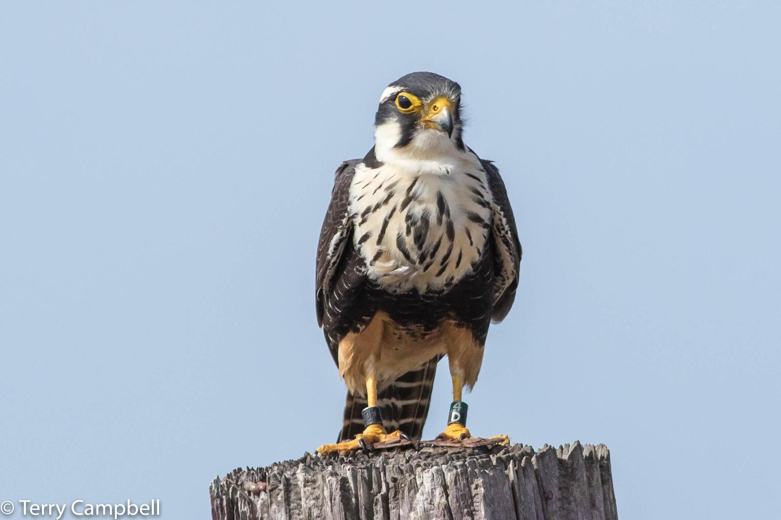 Aplomado Falcon Photo by Terry Campbell