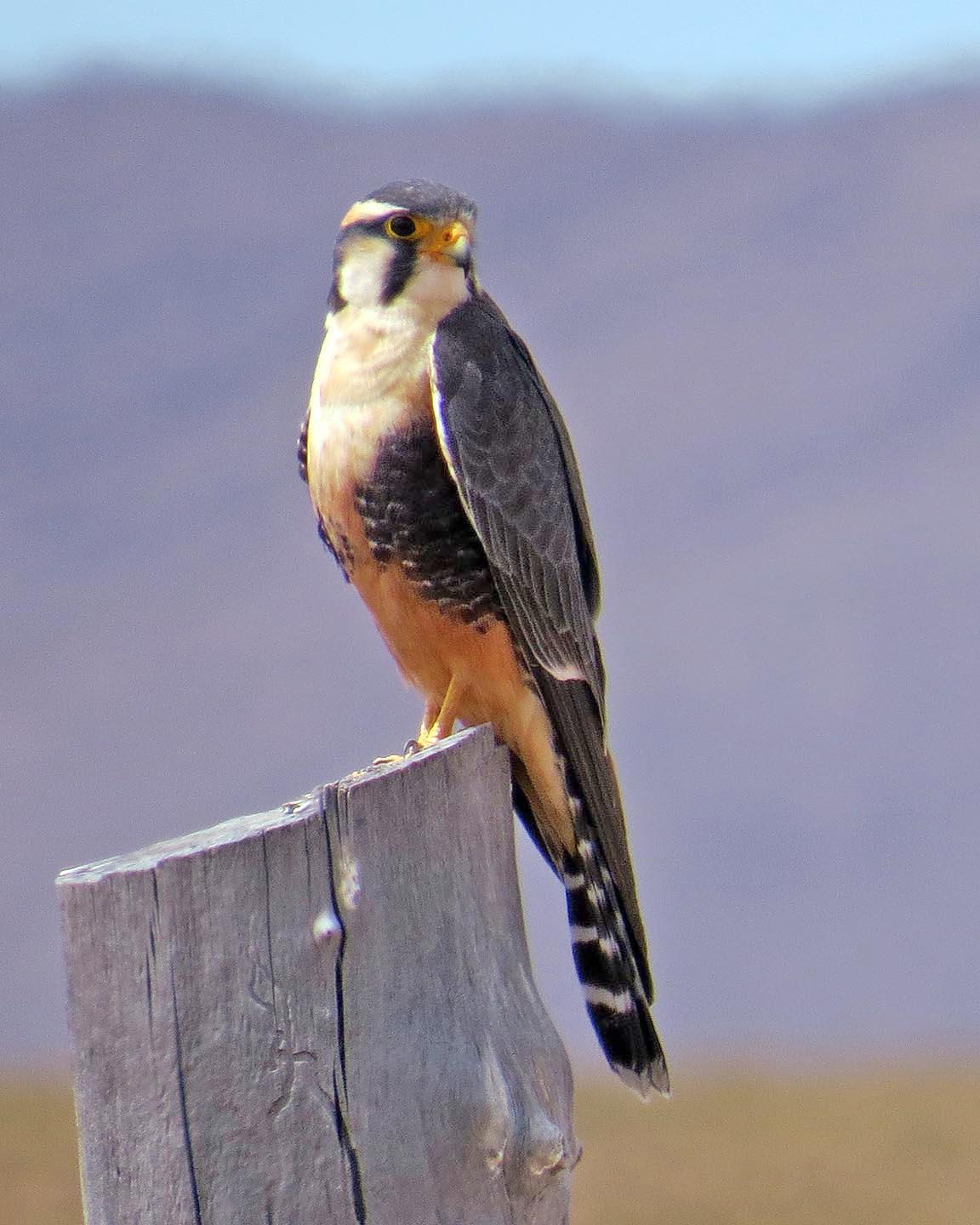 Aplomado Falcon Photo by Peter Boesman