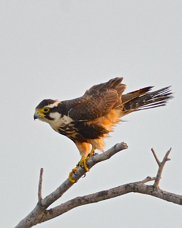 Aplomado Falcon Photo by Gerald Friesen