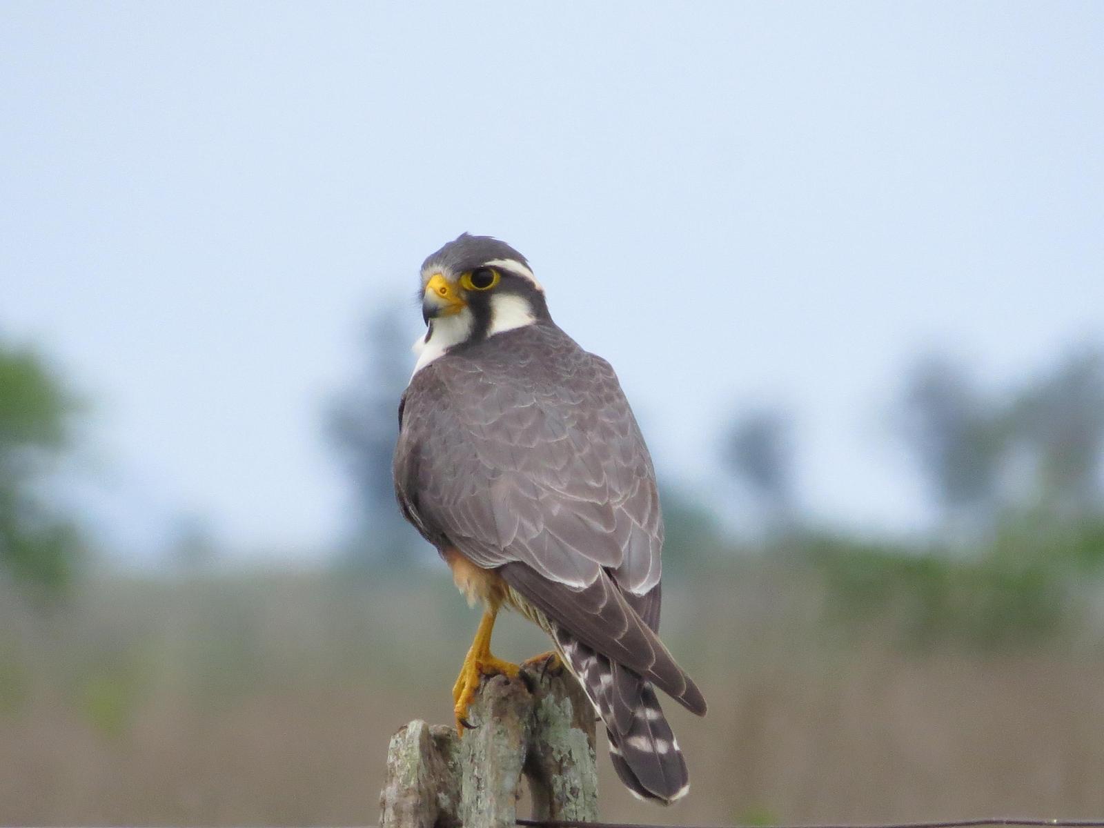 Aplomado Falcon Photo by Jeff Harding