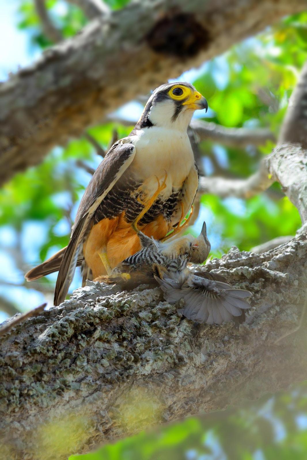 Aplomado Falcon Photo by Laurence Pellegrini
