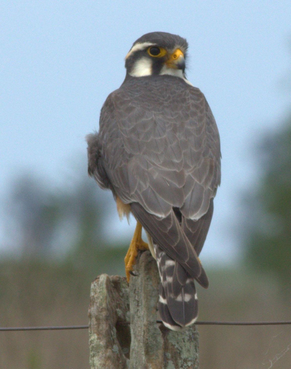 Aplomado Falcon Photo by Lee Harding