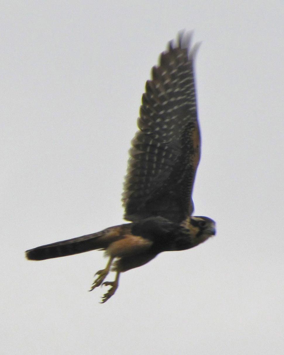 Aplomado Falcon Photo by John van Dort