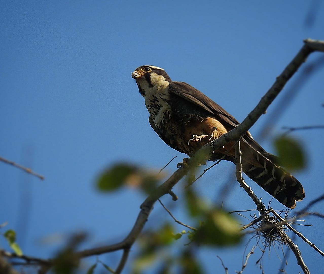 Aplomado Falcon Photo by Julio Delgado