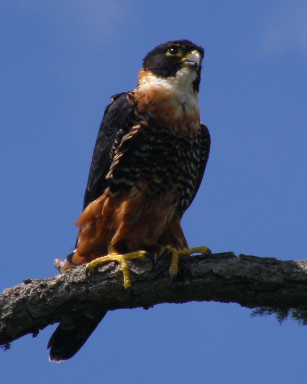 Orange-breasted Falcon Photo by Jenn Sinasac