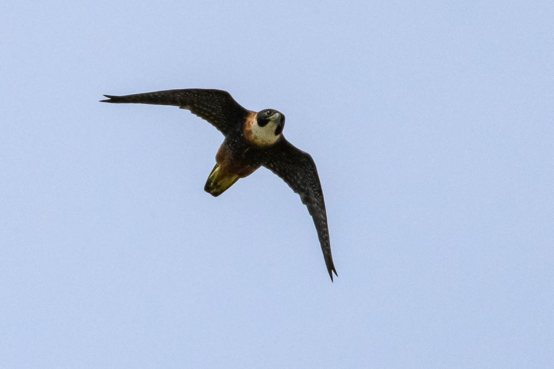 Orange-breasted Falcon Photo by Gerald Hoekstra
