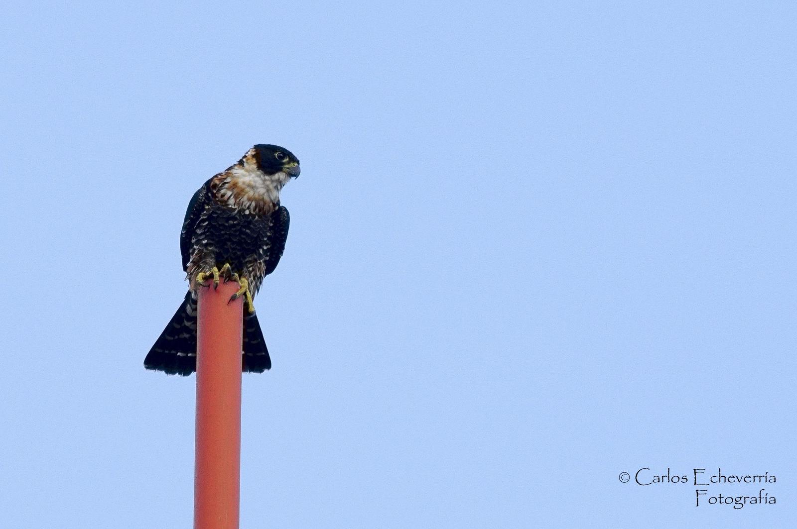 Orange-breasted Falcon Photo by Carlos Echeverría