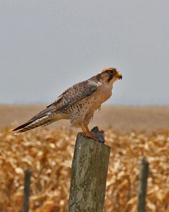 Lanner Falcon Photo by Jack Jeffrey