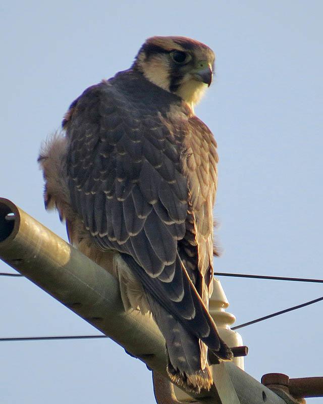 Lanner Falcon Photo by Peter Boesman