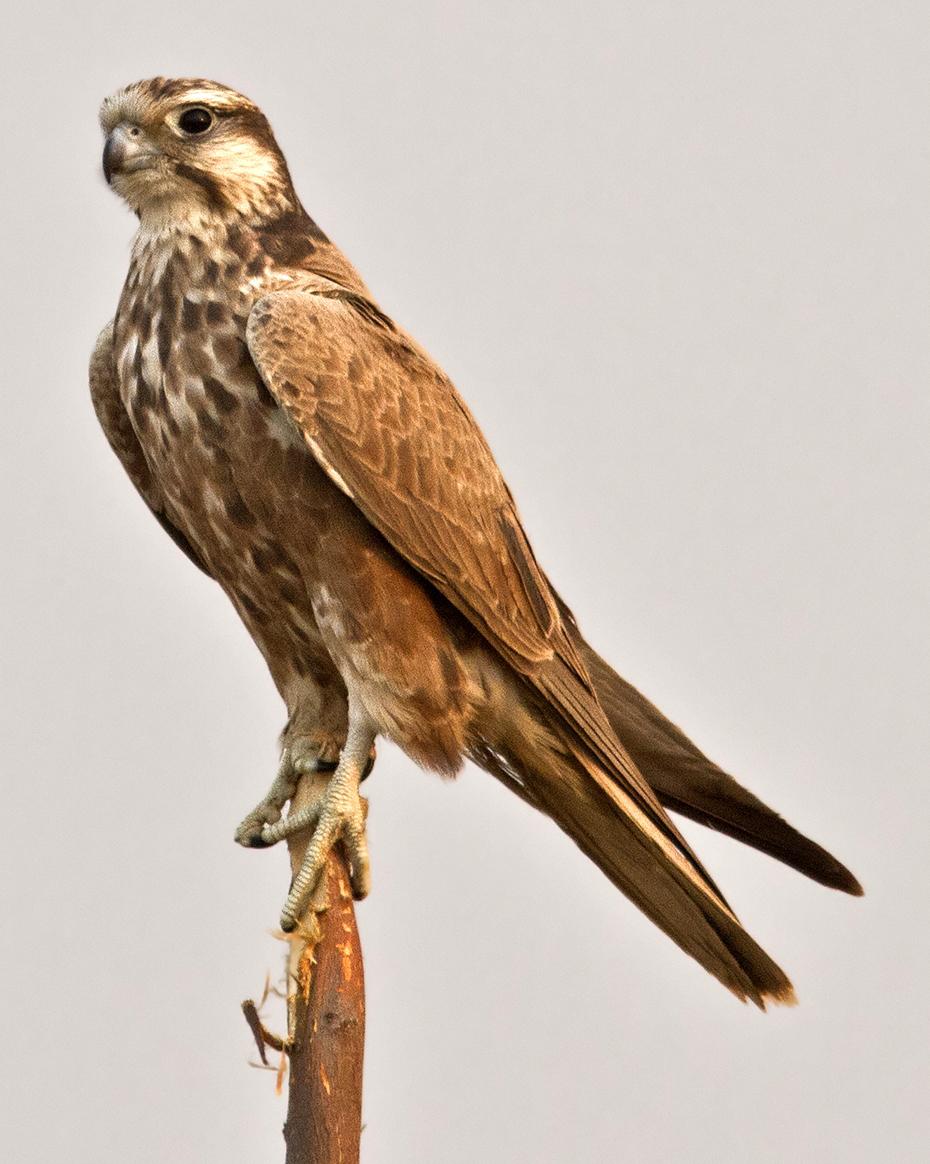Laggar Falcon Photo by Garima Bhatia