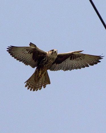 Saker Falcon Photo by Francesco Veronesi