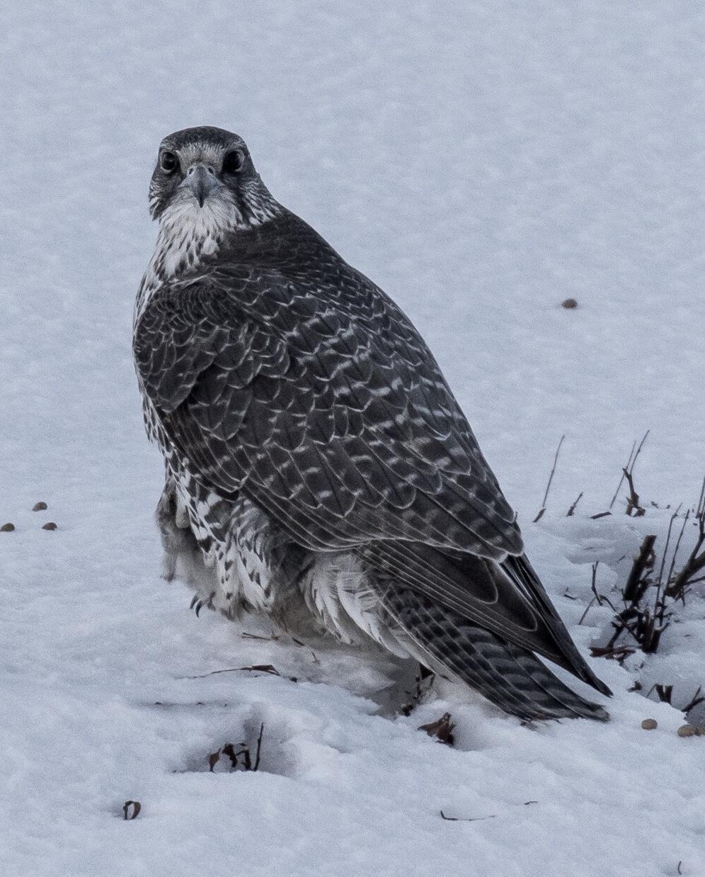 Gyrfalcon Photo by Kate Persons