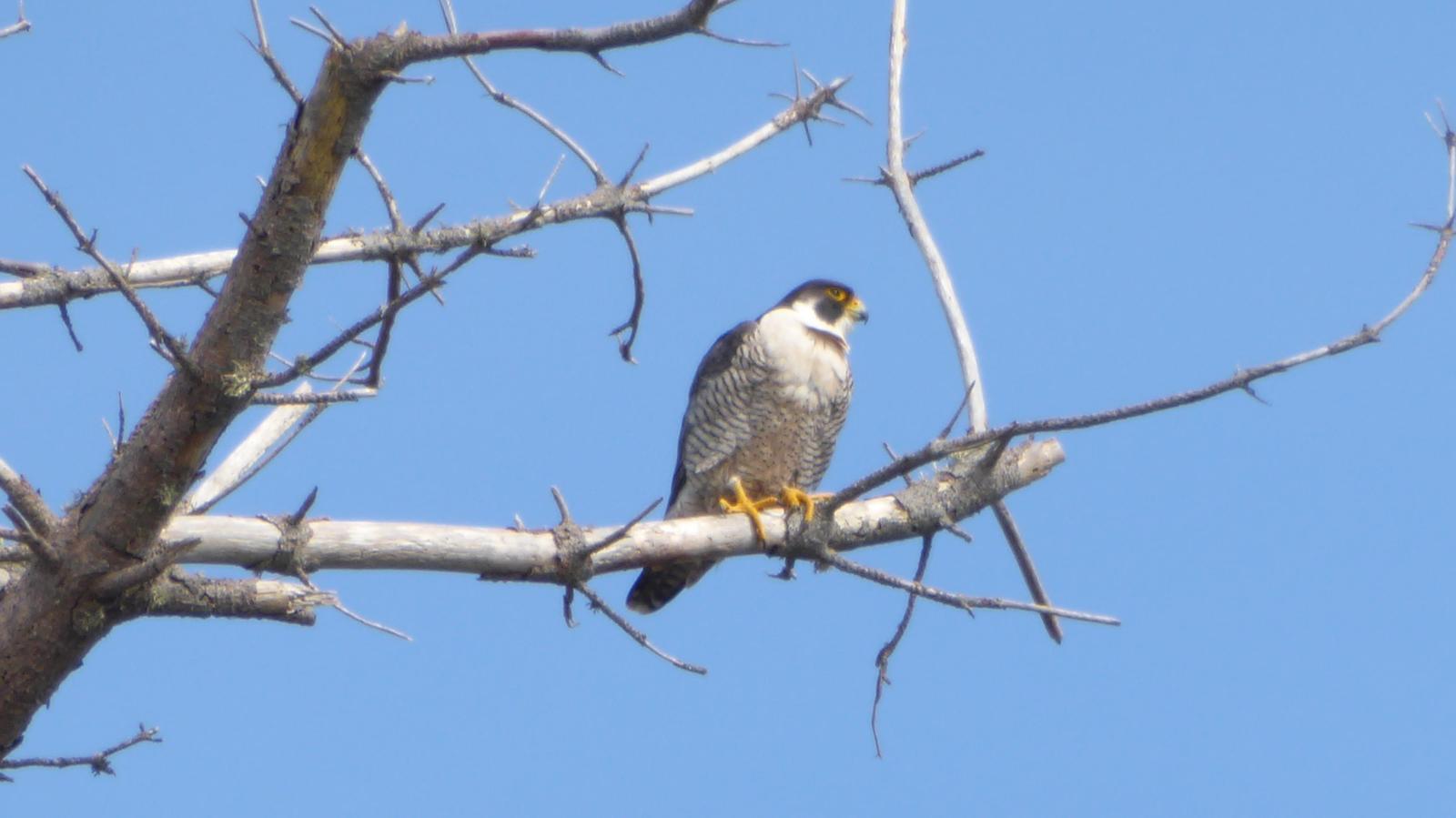 Peregrine Falcon Photo by Daliel Leite