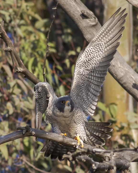 Peregrine Falcon Photo by Anthony Gliozzo