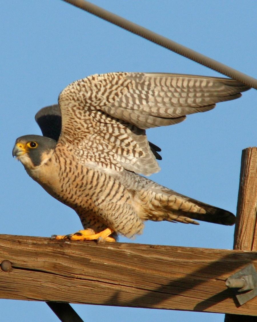 Peregrine Falcon Photo by Monte Taylor