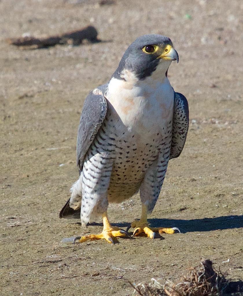 Peregrine Falcon Photo by Ed Harper