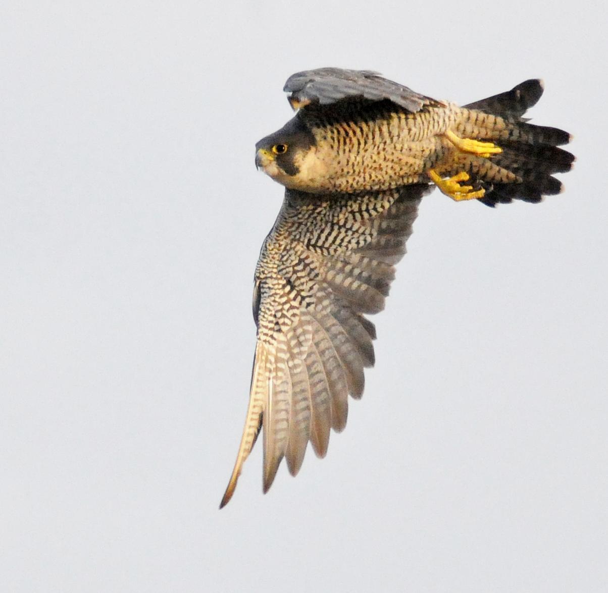 Peregrine Falcon Photo by Steven Mlodinow